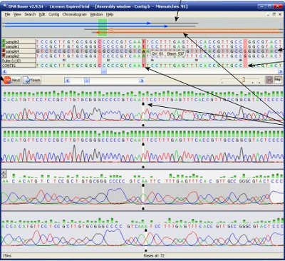 DNA Sequence Assembler