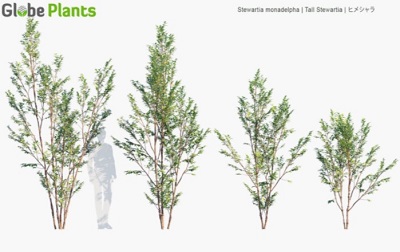 Globe Plants製　Stewartia Monadelpha